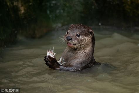 Asian Small Clawed Otter Smallest But Not Least Cgtn