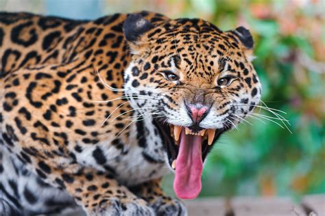 Jaguar Face Teeth Anger Aggression Predator Hd Wallpaper Rare