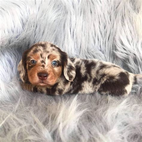 He is one kind of coat pattern, which is sometimes referred to puppy information. Stewie the dapple dachshund 😍 #DachshundPuppies | Dapple ...