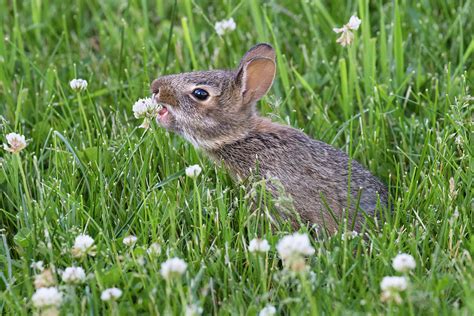Cottontail Rabbit Eating Clover Photograph By Ivan Kuzmin Fine Art