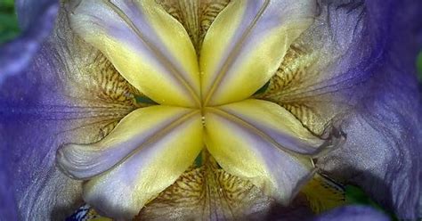 Purple Iris Imgur