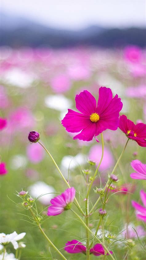 Maybe you would like to learn more about one of these? Beautiful flowers htc one wallpaper - Best htc one wallpapers
