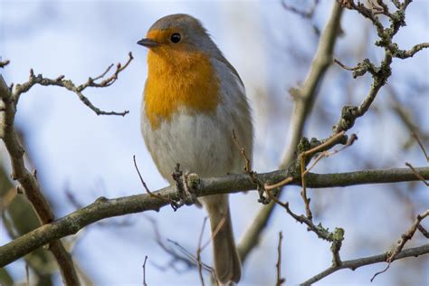 Robin Erithacus Rubecula Free Stock Photo Public Domain Pictures