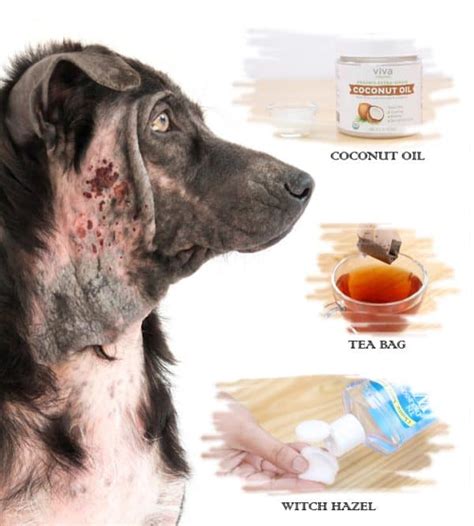 10 Home Remedies For Hot Spots In Dogs Without Vet Help Fab How