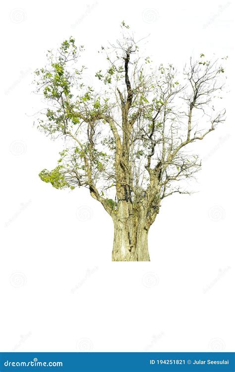 Tree Isolated On White Backgroundtropical Trees Isolated Used For