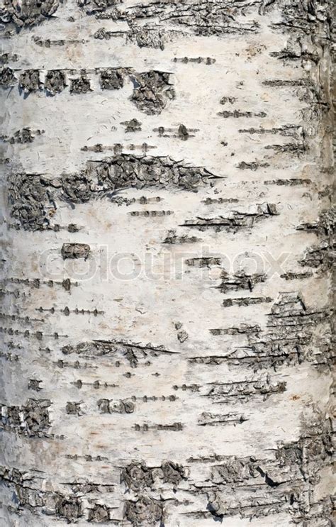 Birch Bark Closeup Photo Texture Stock Photo Colourbox
