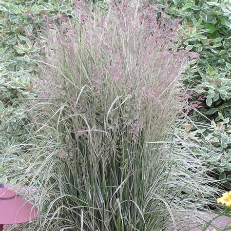 Overdam Variegated Feather Reed Grass Sooner Plant Farm