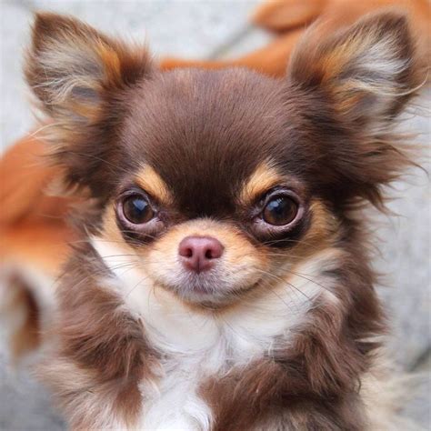Short coats will be smooth and close cropped to the body. Chihuahua | Chihuahua welpen, Hund chihuahua, Hunde