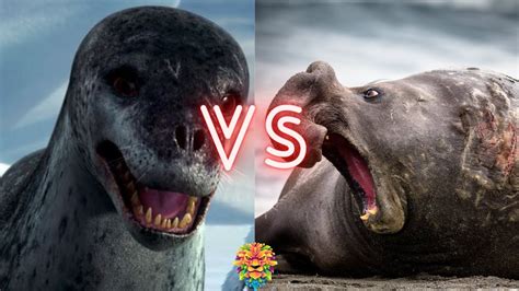 Leopard Seal Vs Elephant Seal Who Will Win The Fight Youtube