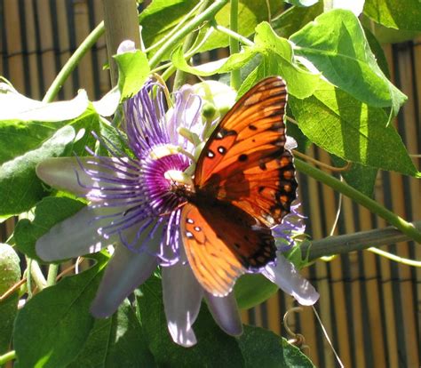 Passion Flower Butterfly Flickr Photo Sharing