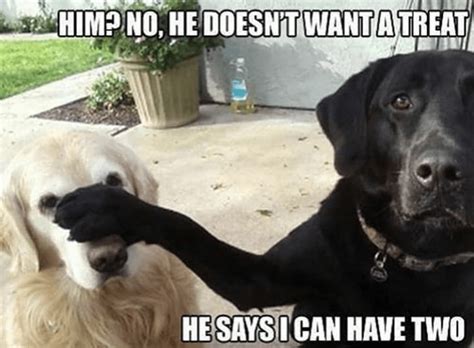 Pure Goodness Collection Of Doggo Memes Funny Dog Memes Funny Dog