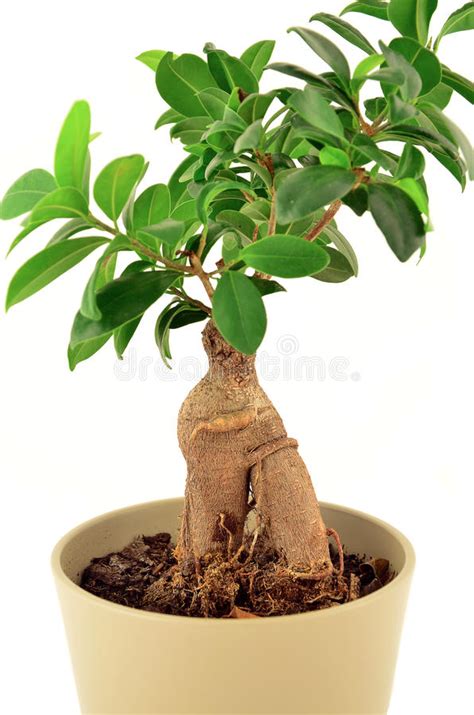 Bonsai Ficus Retusa Tree Stock Photos Free Royalty Free Stock Photos From Dreamstime