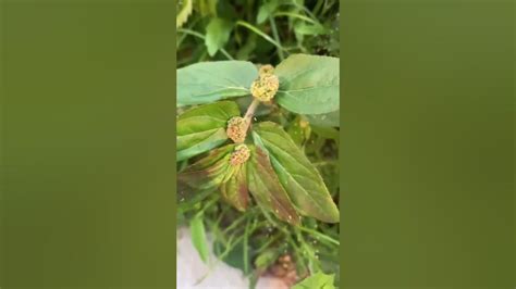 Benefits Euphorbia Hirtaasthma Plant Tawa Tawa Herbal Shortvideo