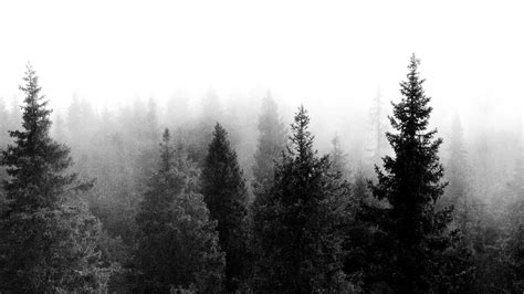 Black And White Forest Wallpapers 4k Hd Black And White Forest