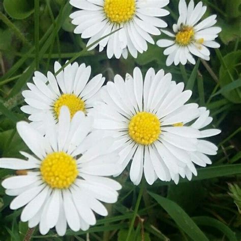 Black flowers are unique in their appearance. Pretty daisies 🌼 🌼 🌼 🌼 | Daisy, Plants, Flowers