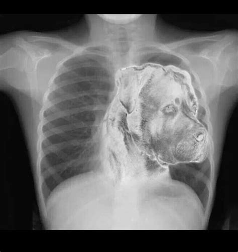 Puppy Paw X Ray Cheyenne Gilliland