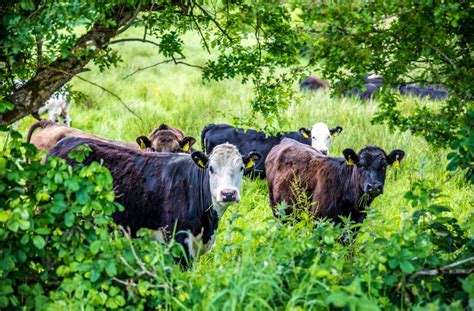 Simplified Countryside Stewardship Scheme Opens For 2021 Applications