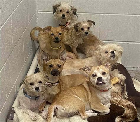 Breaking News Layton Humane Society Launches Largest Pet Adoption Drive Yet