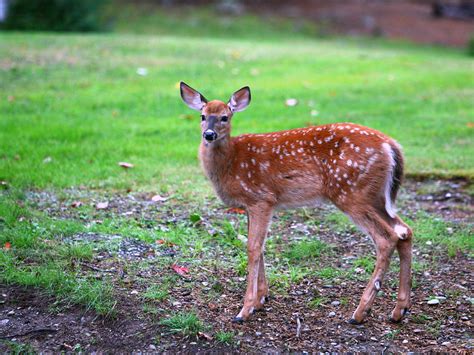 Whitetail Fawn Img0322a Enola Gay Flickr