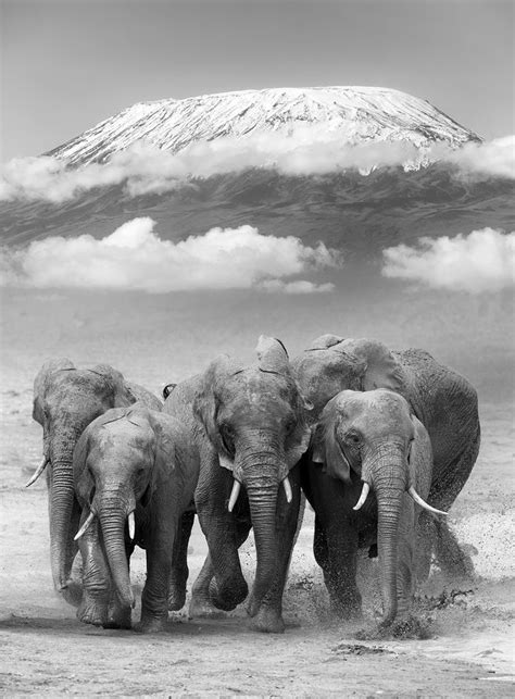 Group Elephants Stocky Art Brengt Fotokunst Op Plexiglas En Dibond