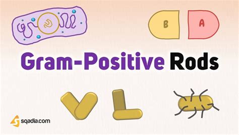 Gram Positive Rods