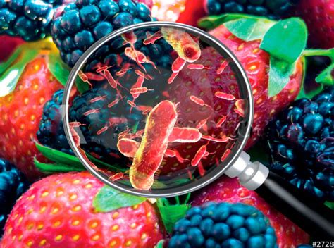 Sama Seguridad Alimentaria Y Microbiología De Los Alimentos