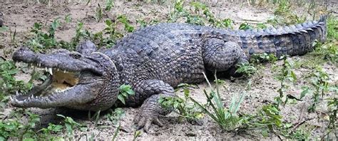 Крокодил Холла Crocodylus Halli — описание вида образ жизни