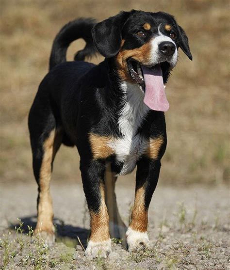 Entlebucher Mountain Dog Info History Temperament Training Puppy
