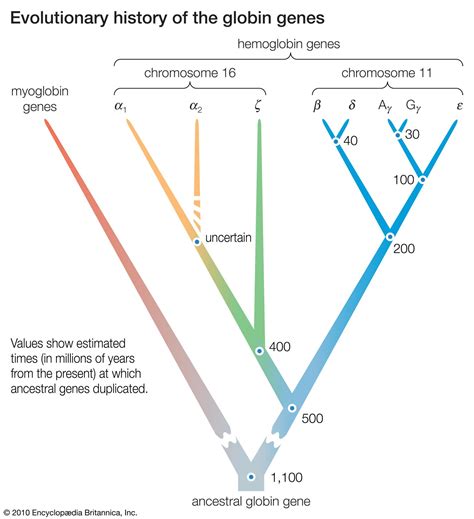 Evolution Molecular Genetics Species Britannica