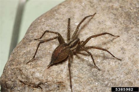 Funnel Web Spider Genus Agelenopsis