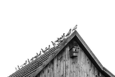 Pigeons Flock Photograph By Damian Pawlos Pixels