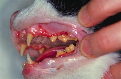 Find details on periodontal disease in cats including diagnosis and symptoms, pathogenesis, prevention, treatment, prognosis and more. Cat/Kitten Has Bad Breath - Signs, Causes & Treatment ...