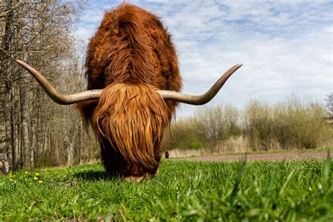 250 Interesting Highland Cattle Photos · Pexels · Free Stock Photos