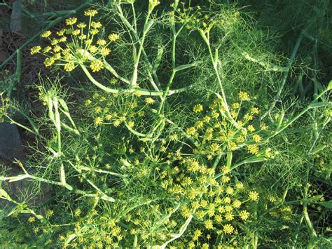 The flowers are sweet and taste like licorice. annies home: Fennel Provides an Licorice Taste in Spring Salad