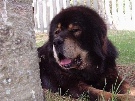 Tibetan Mastiff Wallpapers Wallpaper Cave