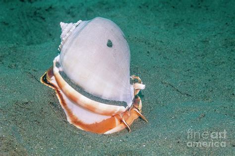 Grey Bonnet Sea Snail Photograph By Georgette Douwma Science Photo Library Pixels