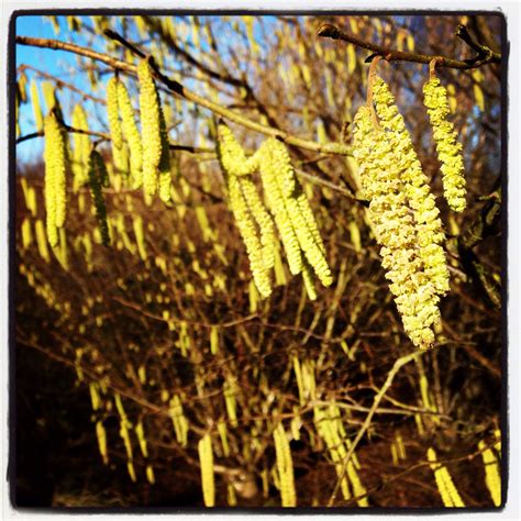 Lamb Tails Welcome Spring Spring Over The Years