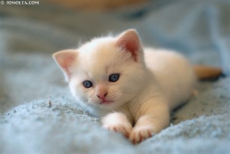 Its Hd Animals Funny Wallpapers Cute Baby White Kittens
