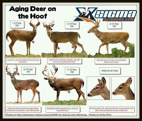 Deer Info Ridge Road West Hunting Club