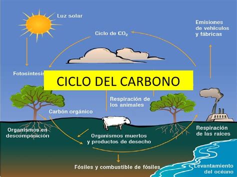 Cienciamasconciencia Ciclo Biogeoquímico Del Carbono