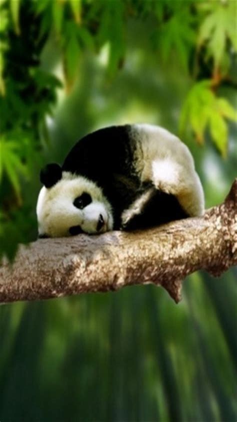 Free Download Panda Animal Iphone Wallpapers Iphone 5s4s3g Wallpapers