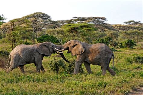 The Serengeti National Park Tanzania