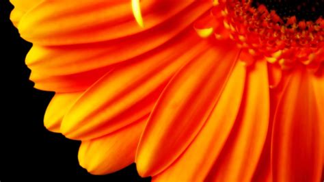 Pure Orange Flower 1080p Wallpapers Hd Wallpapers Id 5625