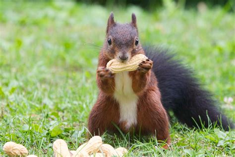 Red Squirrel Eating A Pile Of Peanuts🥜 Image Abyss