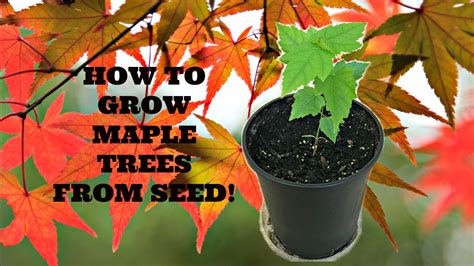 How To Grow Maple Trees From Seed Youtube