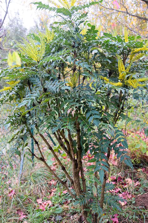 Le Mahonia Arbuste Persistant à Floraison Hivernale Jaune Plantes D