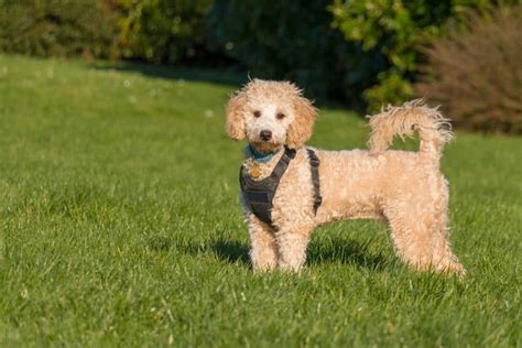 Do Poodle Mixes Shed Heres How To Tell Poodle Report