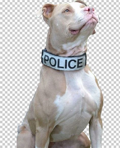 Police dogs begin their training while they are still puppies. American Pit Bull Terrier New York City Puppy Police Dog ...