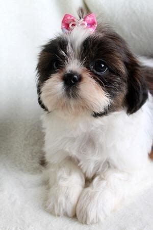 Shih tzu project is a meme based that has determined to pursue nft artwork focused based on animal lover artist and advocate of animal rights. Female shih tzu puppy. for Sale in Muskogee, Oklahoma Classified | AmericanListed.com