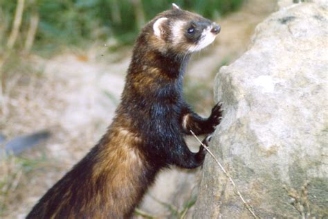 Polecat Peoples Trust For Endangered Species